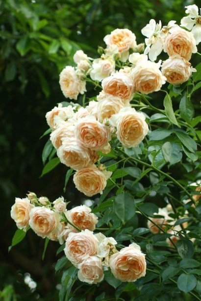 Троянда плетиста ’Джинджер Сілабаб’ (персиково-рожева)|Rosa climber ’Ginger Sylabub’|Роза плетистая ’Джинджер Силабаб’ (персиково-розовая)